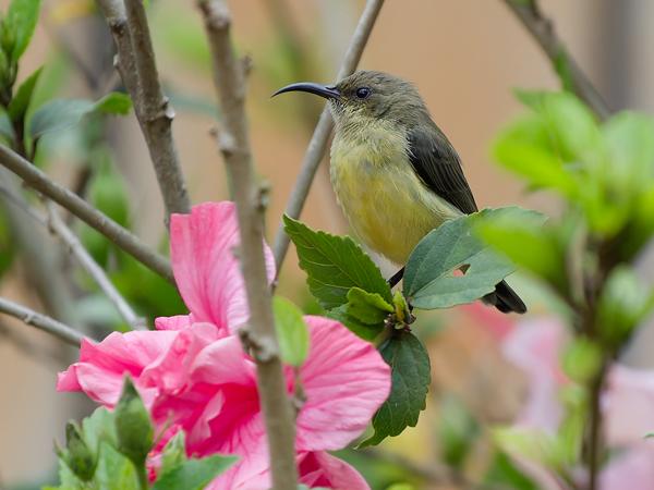 <h3><a href="/trips/tanzania/biota/animalia/chordata/aves/040 passeriformes/112 nectariniidae/cinnyris venustus/cinnyris venustus-nl.html">Cinnyris&nbsp;venustus</a> / Variable&nbsp;sunbird / Ornaathoningzuiger</h3>OM-1 Mark II met OLYMPUS M.150-400mm F4.5, 1/2000 sec  bij F4.5, ISO 5000, afstand 9.15&nbsp;m